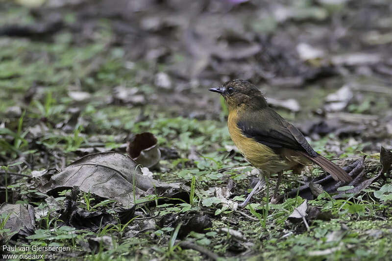 Grey-winged Robin-Chatjuvenile, identification