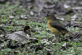 Grey-winged Robin-Chat