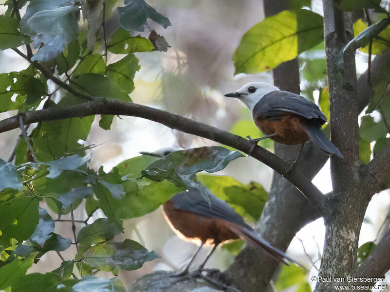 White-headed Robin-Chatadult