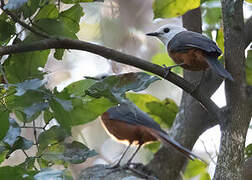 White-headed Robin-Chat