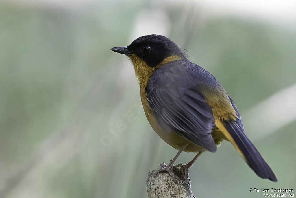 Chorister Robin-Chatadult