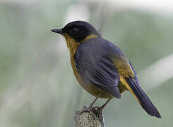 Chorister Robin-Chat