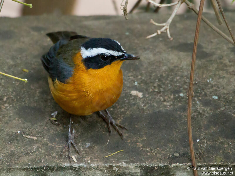 White-browed Robin-Chat