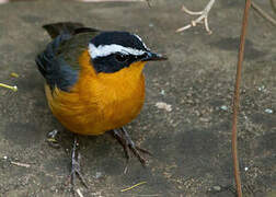 White-browed Robin-Chat