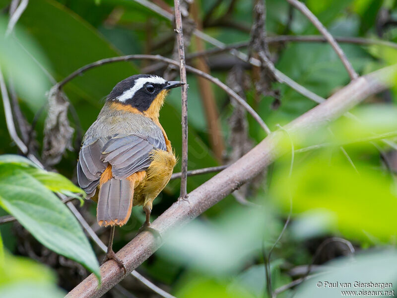 White-browed Robin-Chat