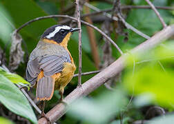 White-browed Robin-Chat