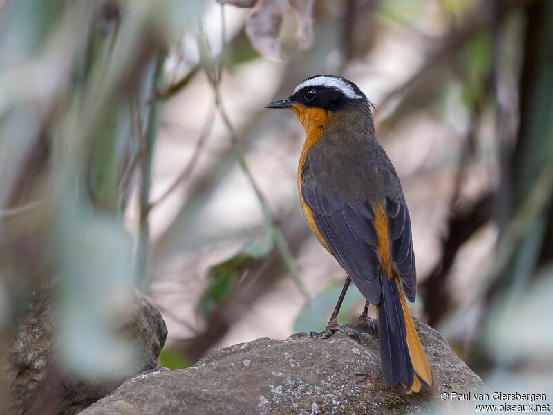 Rüppell's Robin-Chat