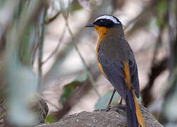 Rüppell's Robin-Chat