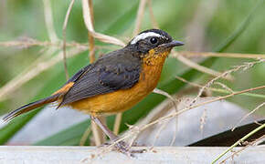 Rüppell's Robin-Chat