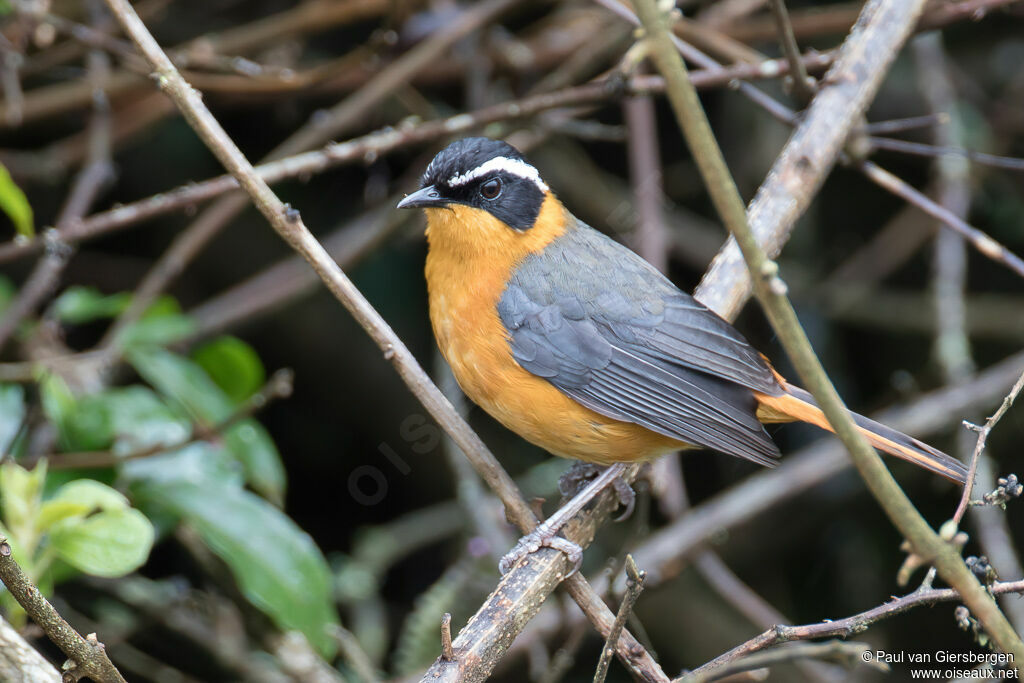 Rüppell's Robin-Chatadult