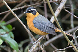 Rüppell's Robin-Chat