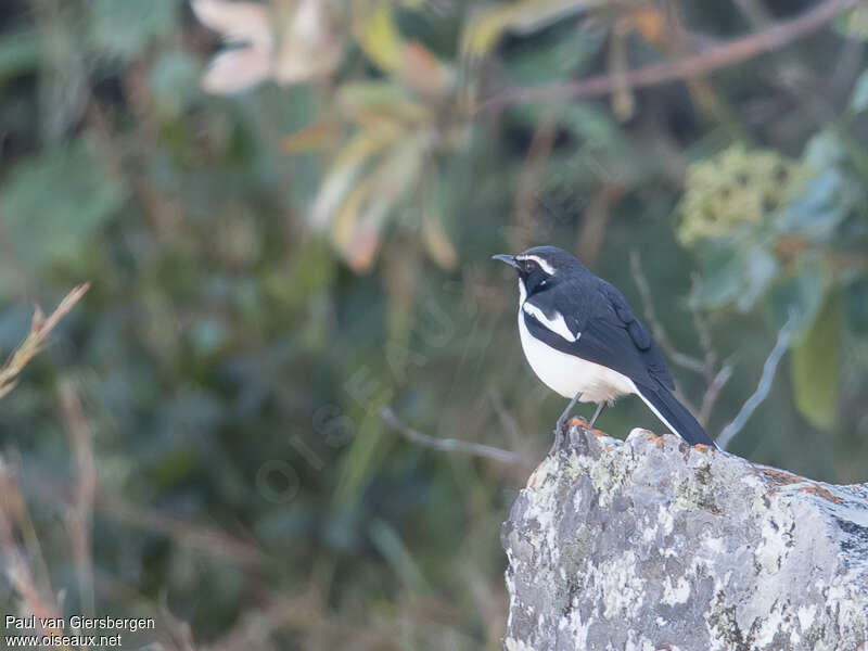 Cossyphe des grottesadulte, identification