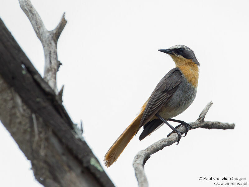 Cape Robin-Chatadult