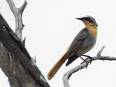 Cape Robin-Chat