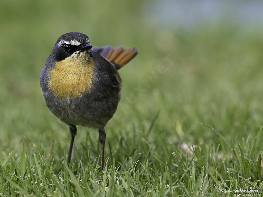 Cape Robin-Chatadult