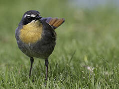 Cape Robin-Chat