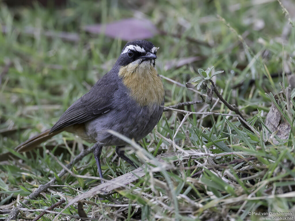 Cape Robin-Chatadult