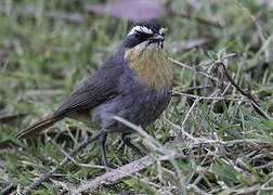 Cape Robin-Chat