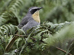 Cape Robin-Chat