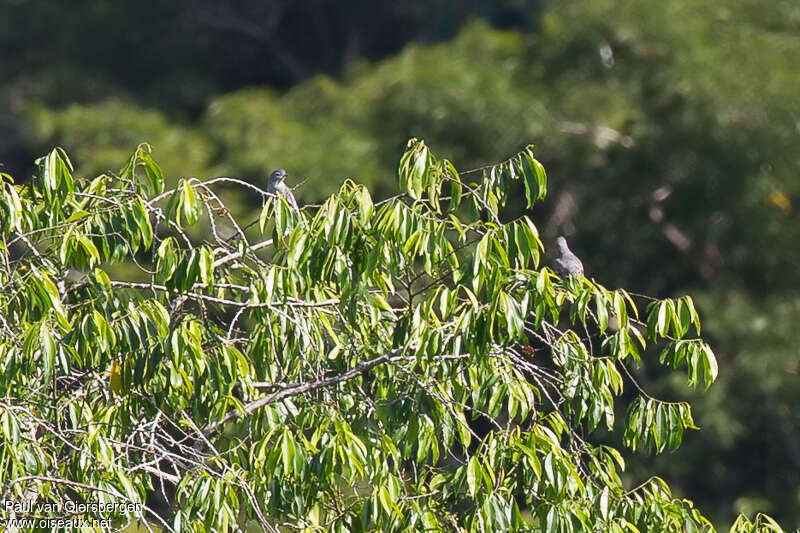 Yellow-billed Cotinga female adult, habitat, pigmentation