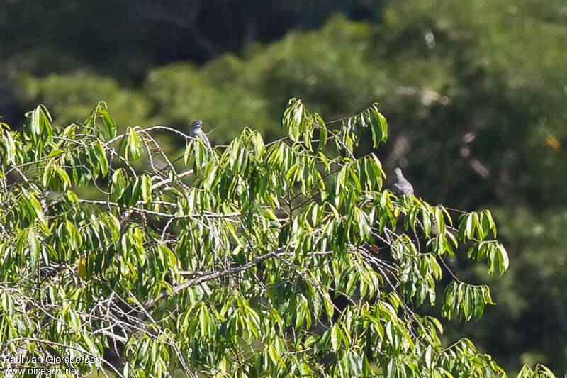 Cotinga à bec jaune femelle adulte, habitat, pigmentation