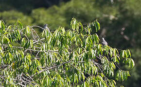 Cotinga à bec jaune