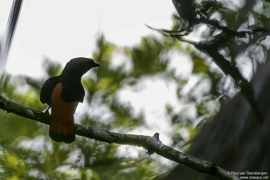 Cotinga à col noiradulte