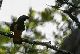 Black-necked Red Cotinga