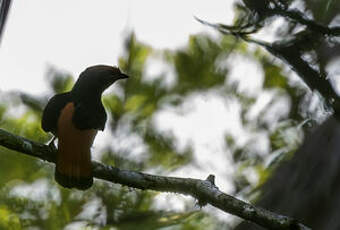 Cotinga à col noir