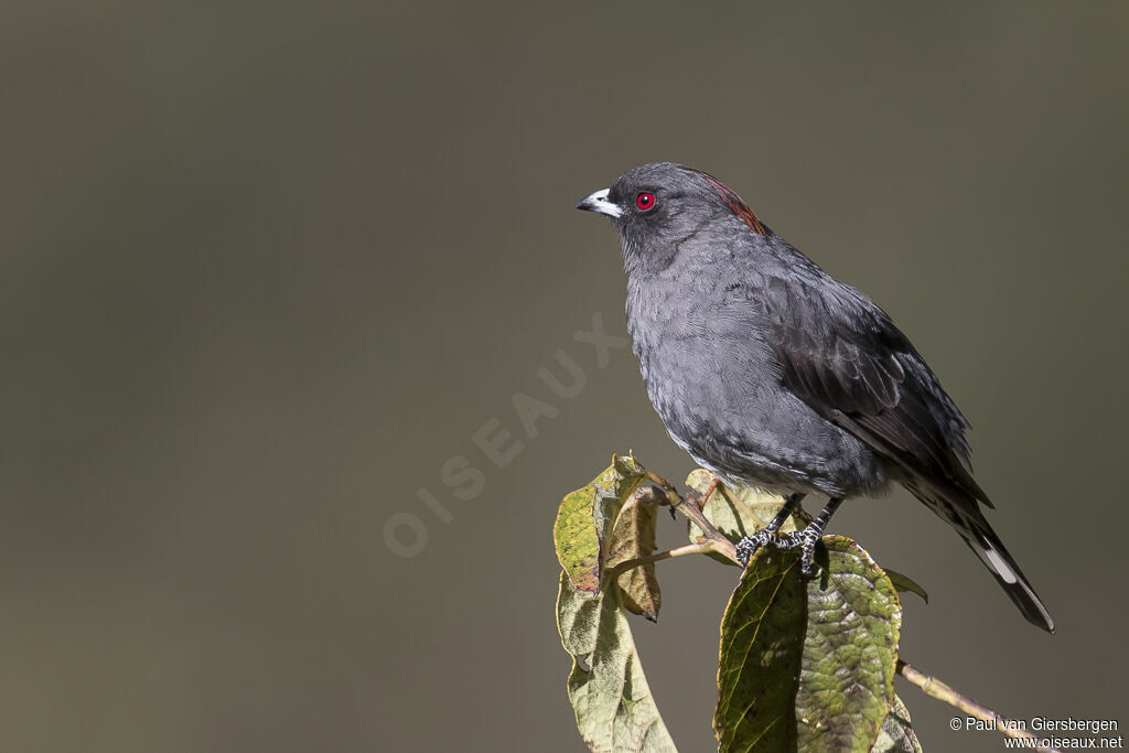 Cotinga à huppe rougeadulte