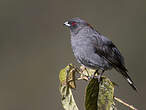 Cotinga à huppe rouge