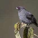 Cotinga à huppe rouge