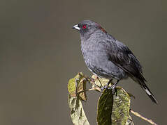 Cotinga à huppe rouge