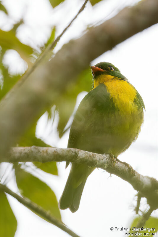 Cotinga à poitrine d'or mâle adulte