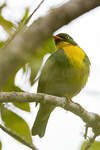 Cotinga à poitrine d'or