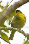 Golden-breasted Fruiteater