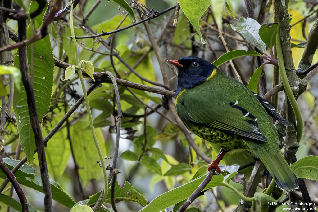 Cotinga à queue rayée mâle adulte