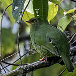 Cotinga à queue rayée