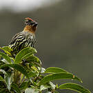 Cotinga à tête rousse