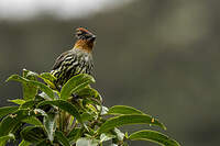 Cotinga à tête rousse