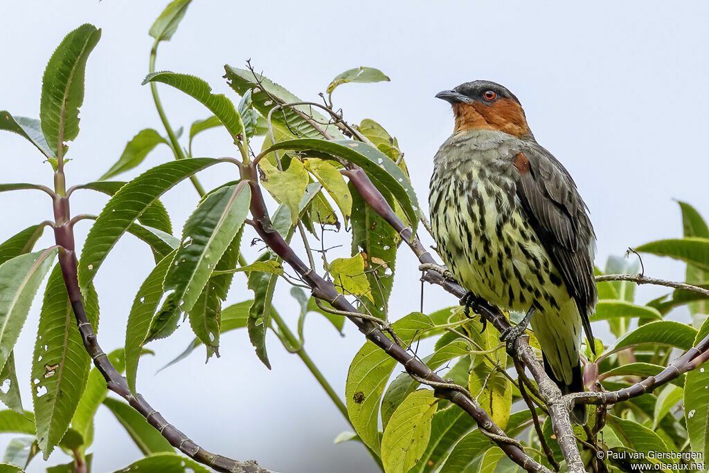 Cotinga à tête rousseadulte