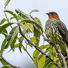 Cotinga à tête rousse