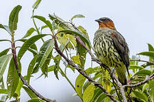 Cotinga à tête rousse