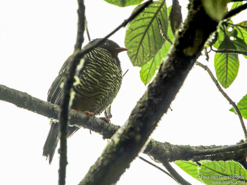 Cotinga barré