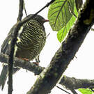 Cotinga barré