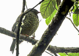 Cotinga barré