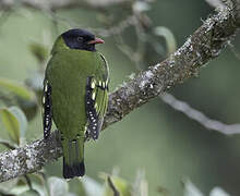 Cotinga barré