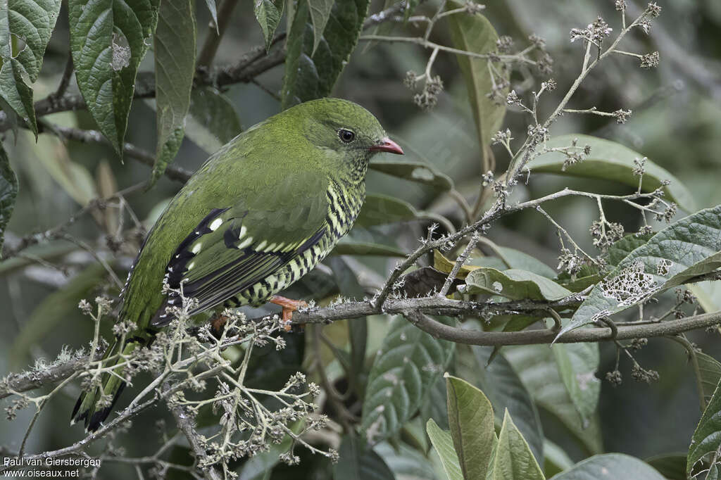 Barred Fruiteater female adult, identification