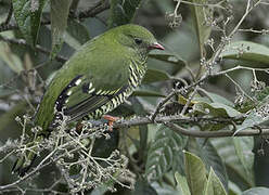 Cotinga barré