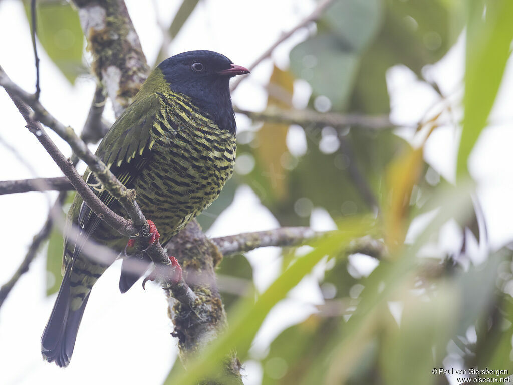 Barred Fruiteater male adult